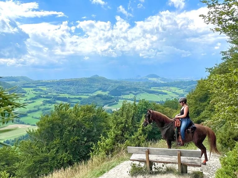 Purosangue arabo Giumenta 16 Anni 152 cm Sauro scuro in Weingarten