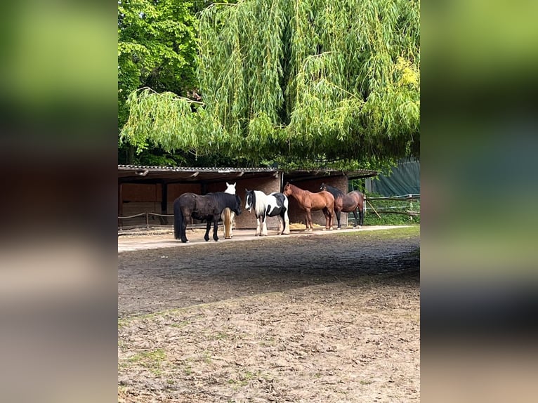 Purosangue arabo Giumenta 16 Anni 152 cm Sauro scuro in Weingarten