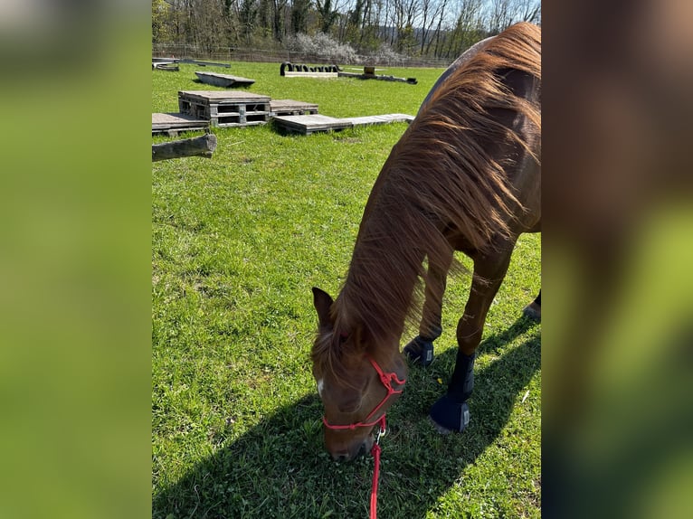 Purosangue arabo Giumenta 16 Anni 152 cm Sauro scuro in Weingarten