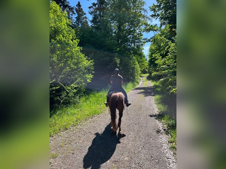 Purosangue arabo Giumenta 16 Anni 152 cm Sauro scuro in Weingarten