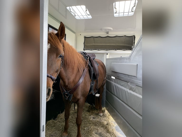 Purosangue arabo Giumenta 16 Anni 152 cm Sauro scuro in Weingarten