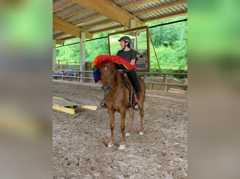 Purosangue arabo Giumenta 16 Anni 152 cm Sauro scuro in Weingarten