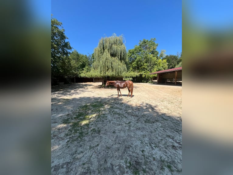 Purosangue arabo Giumenta 16 Anni 152 cm Sauro scuro in Weingarten