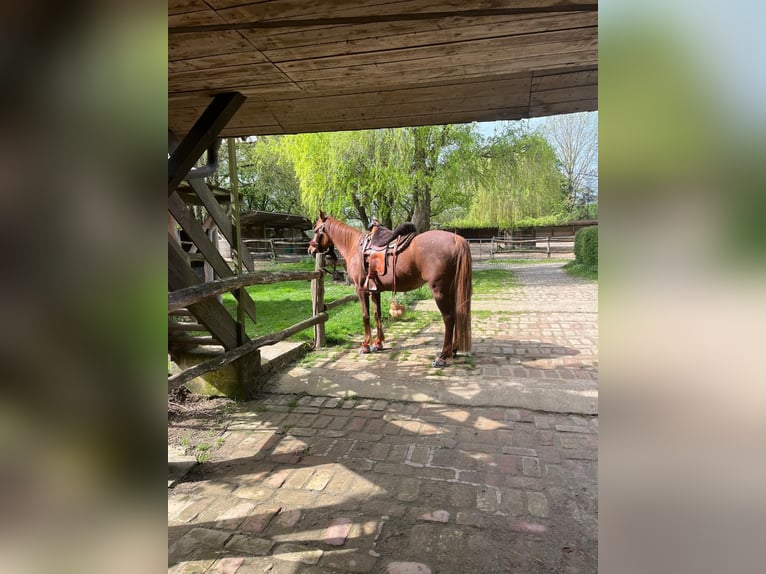 Purosangue arabo Giumenta 16 Anni 152 cm Sauro scuro in Weingarten
