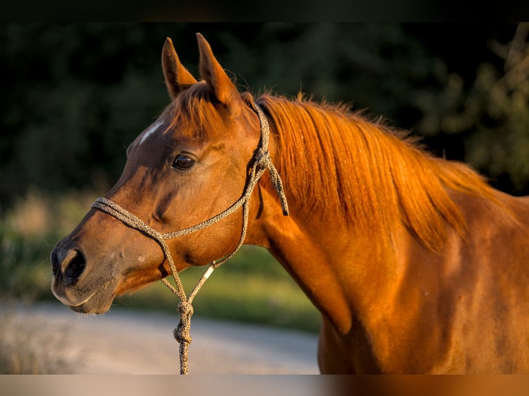 Purosangue arabo Giumenta 16 Anni 152 cm Sauro scuro in Weingarten