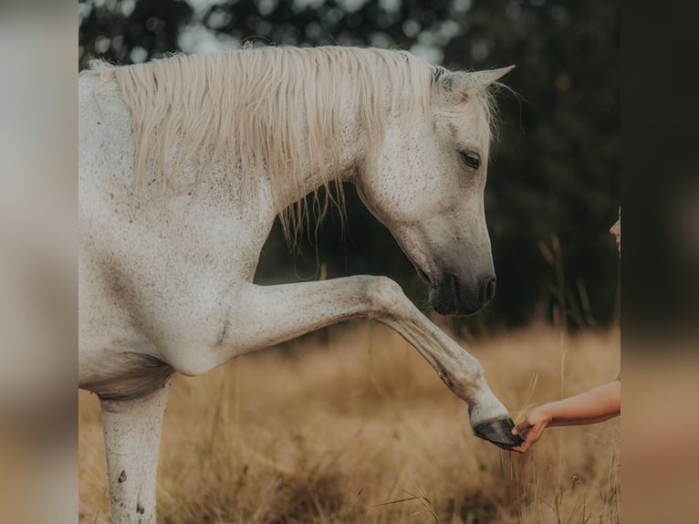 Purosangue arabo Giumenta 16 Anni 153 cm Grigio trotinato in Finsterwalde