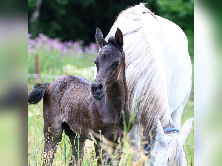Purosangue arabo Giumenta 16 Anni 153 cm Grigio trotinato in Finsterwalde