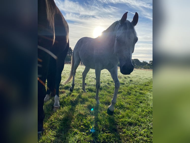 Purosangue arabo Giumenta 16 Anni 153 cm Grigio trotinato in Finsterwalde