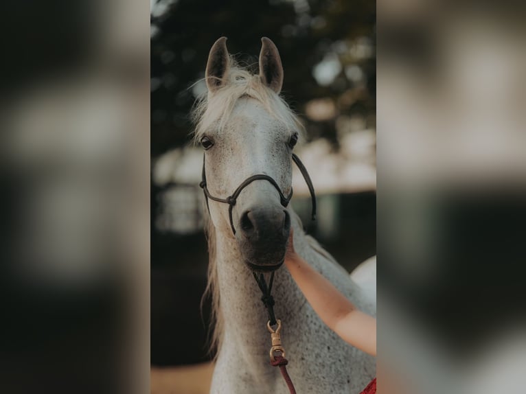 Purosangue arabo Giumenta 16 Anni 153 cm Grigio trotinato in Finsterwalde