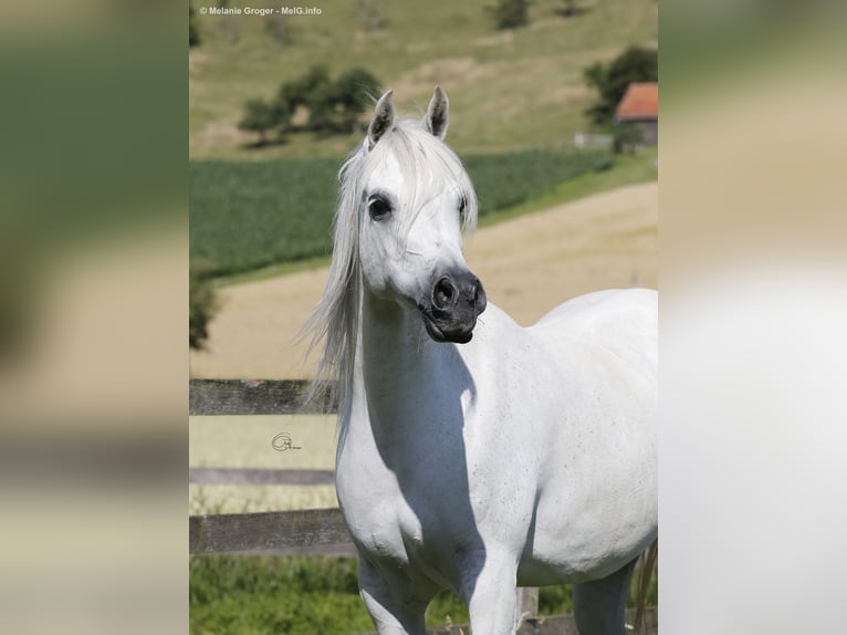 Purosangue arabo Giumenta 16 Anni 154 cm Grigio in Altenbeken