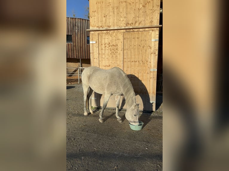 Purosangue arabo Giumenta 16 Anni 155 cm Grigio trotinato in Dornbirn