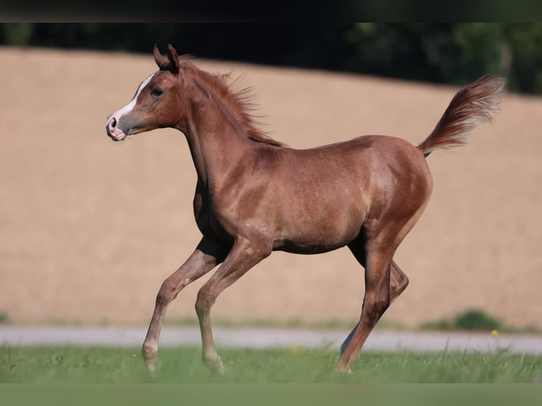 Purosangue arabo Giumenta 16 Anni 156 cm Sauro scuro in Reichraming