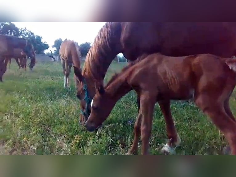 Purosangue arabo Giumenta 16 Anni Sauro in Otura