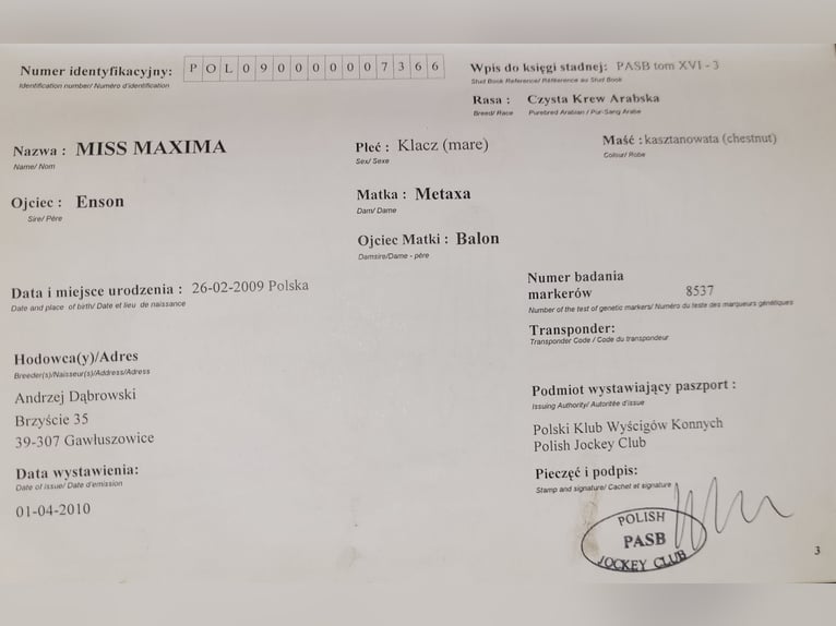 Purosangue arabo Giumenta 17 Anni 148 cm Sauro in Wadowice