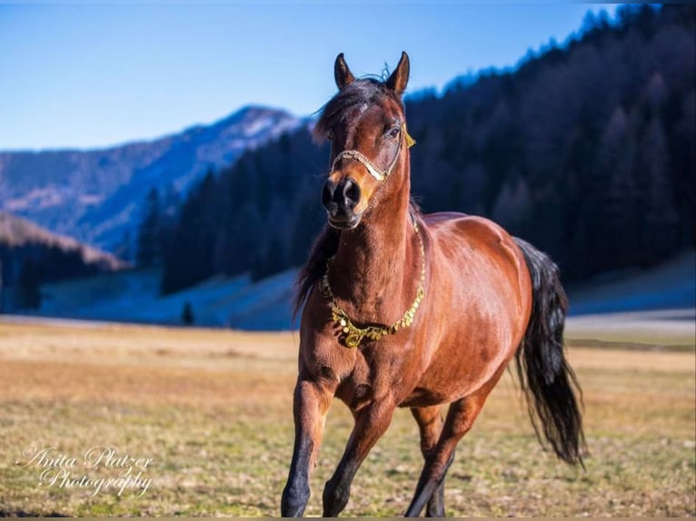 Purosangue arabo Giumenta 17 Anni 151 cm Baio scuro in Hohenpeißenberg