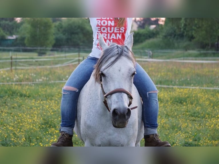 Purosangue arabo Giumenta 17 Anni 153 cm Grigio trotinato in Finsterwalde