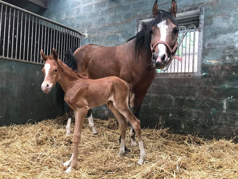 Purosangue arabo Giumenta 17 Anni 155 cm Baio in Boutersem