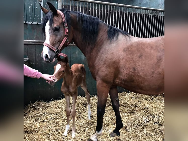 Purosangue arabo Giumenta 17 Anni 155 cm Baio in Boutersem