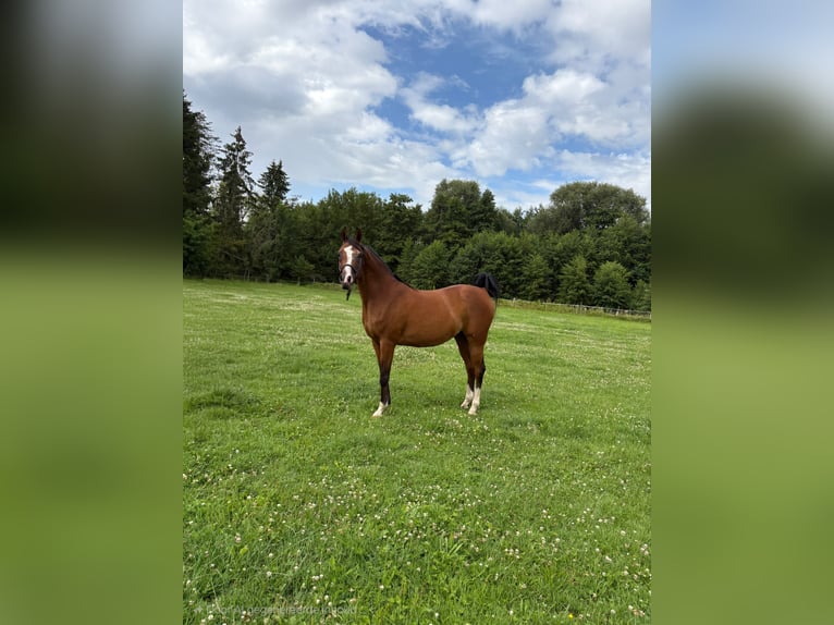 Purosangue arabo Giumenta 17 Anni 155 cm Baio in Boutersem