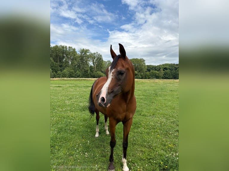 Purosangue arabo Giumenta 17 Anni 155 cm Baio in Boutersem