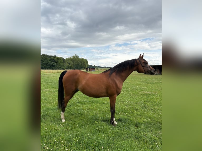 Purosangue arabo Giumenta 17 Anni 155 cm Baio in Boutersem
