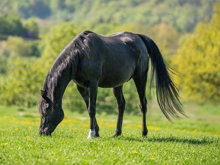 Purosangue arabo Giumenta 17 Anni 155 cm Morello in Herzberg am Harz