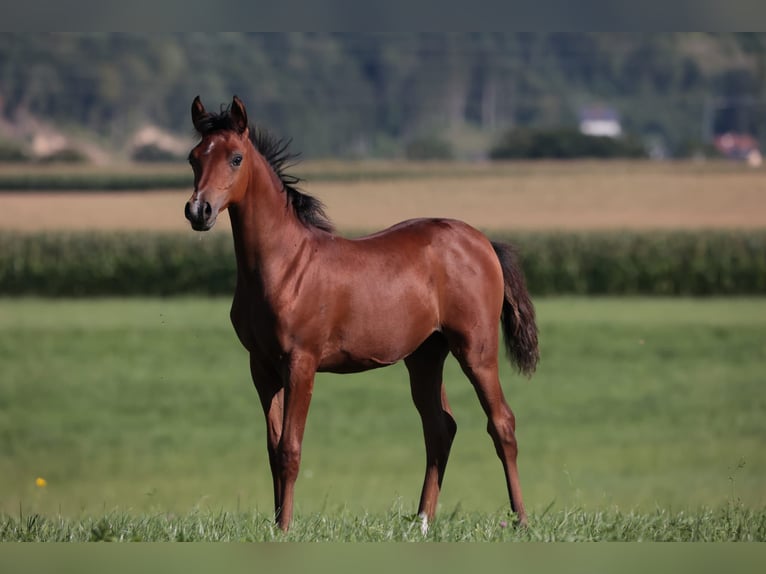 Purosangue arabo Giumenta 17 Anni 156 cm Sauro in Reichraming