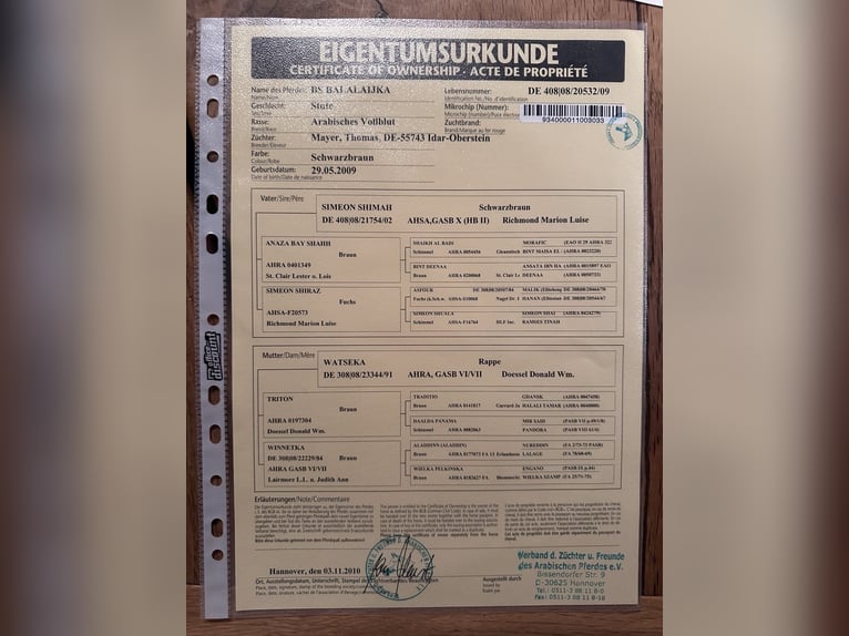 Purosangue arabo Giumenta 17 Anni 157 cm Baio scuro in Bienenbüttel