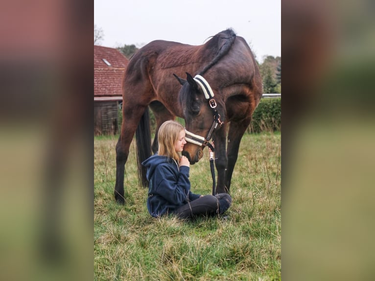 Purosangue arabo Giumenta 17 Anni 157 cm Baio scuro in Bienenbüttel