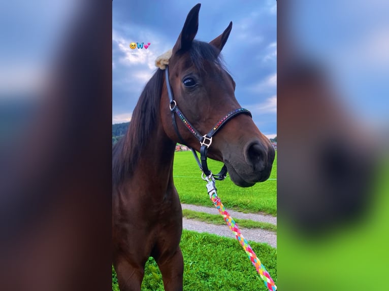Purosangue arabo Giumenta 18 Anni 151 cm Baio scuro in Hohenpeißenberg