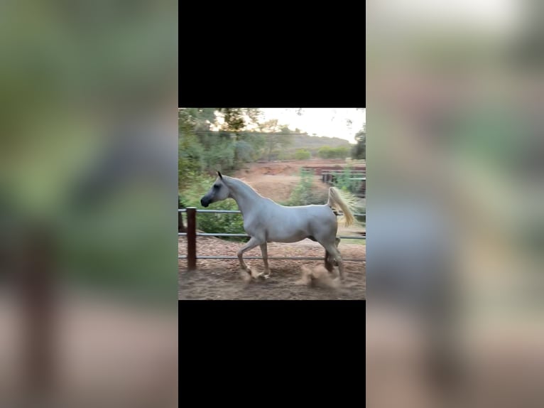 Purosangue arabo Giumenta 19 Anni 152 cm Grigio in Phoenix