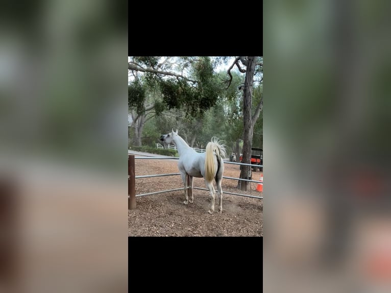 Purosangue arabo Giumenta 19 Anni 152 cm Grigio in Phoenix