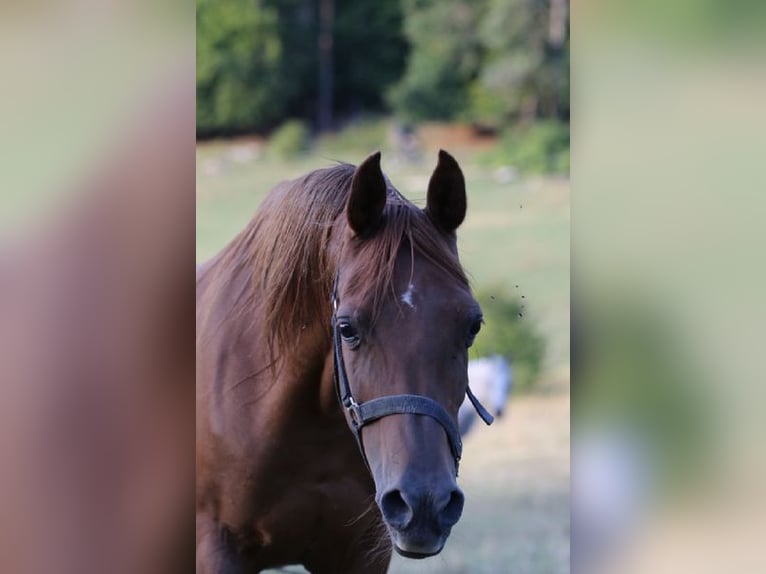 Purosangue arabo Giumenta 19 Anni 154 cm Sauro in W&#xF6;lfershausenMeiningen