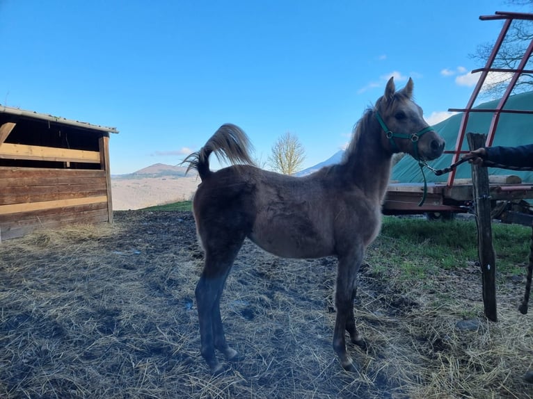 Purosangue arabo Giumenta 1 Anno 130 cm Grigio trotinato in St just et le bezu