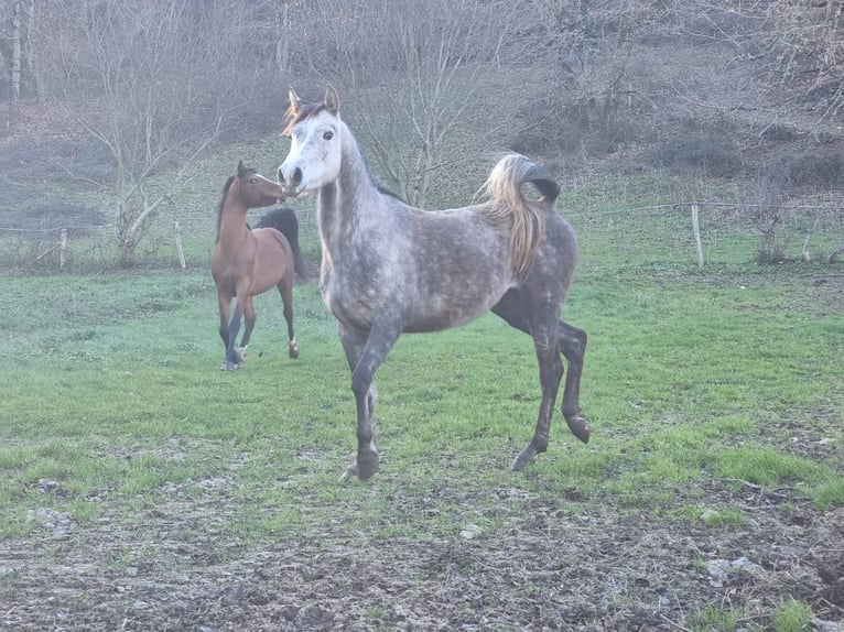 Purosangue arabo Giumenta 1 Anno 130 cm Grigio trotinato in St just et le bezu