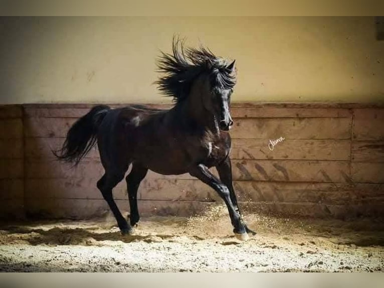 Purosangue arabo Giumenta 1 Anno 152 cm Baio in Zgornje Gorje