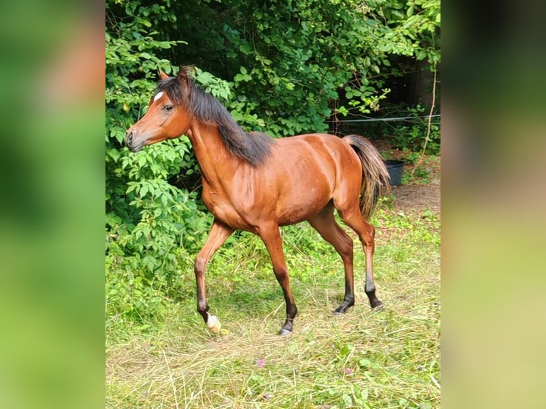 Purosangue arabo Giumenta 1 Anno 152 cm Baio in Zgornje Gorje