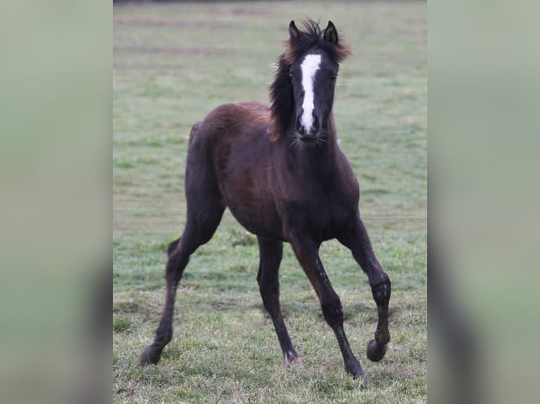 Purosangue arabo Giumenta 1 Anno 153 cm Morello in La Boussac