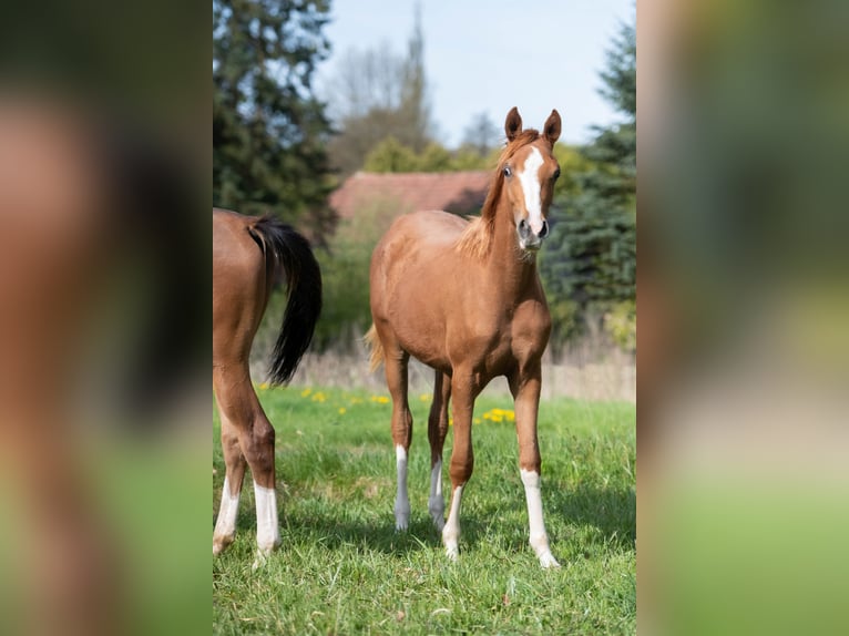 Purosangue arabo Giumenta 1 Anno 153 cm Sauro in Gemünden (Felda)