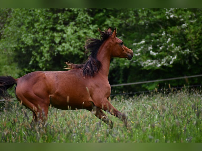 Purosangue arabo Giumenta 1 Anno 154 cm Baio in Reichshof