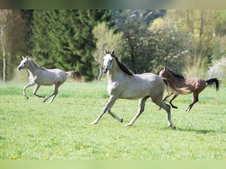 Purosangue arabo Giumenta 1 Anno 154 cm Grigio in Gemünden (Felda)