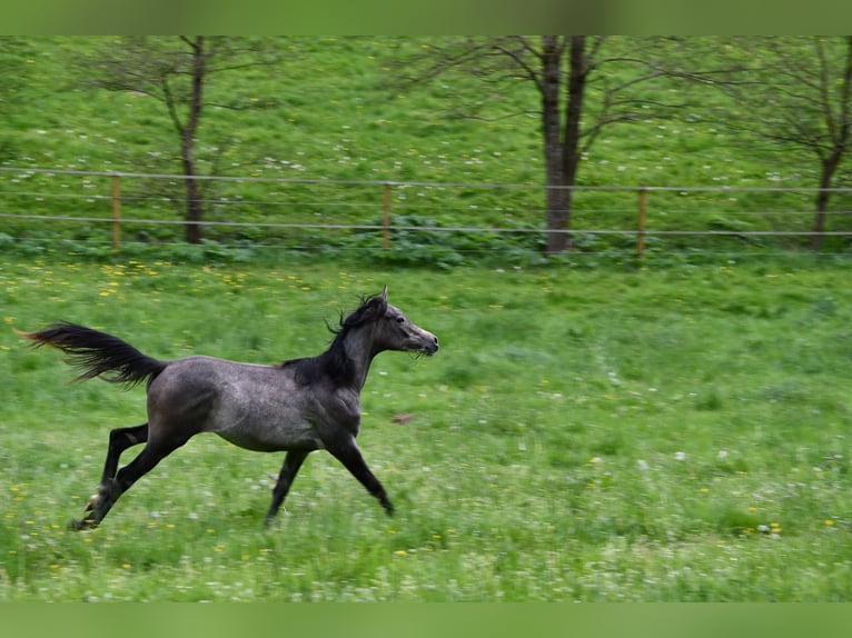 Purosangue arabo Giumenta 1 Anno 154 cm Grigio in Reichshof