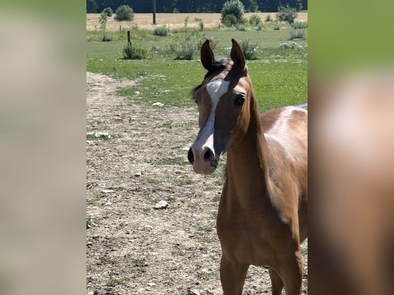 Purosangue arabo Giumenta 1 Anno 155 cm Baio in Villenbach