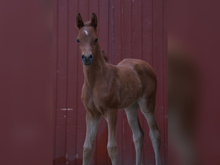 Purosangue arabo Giumenta 1 Anno 155 cm in Gem&#xFC;nden (Felda)