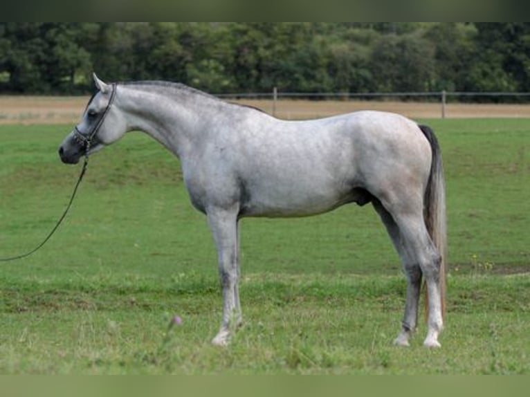 Purosangue arabo Giumenta 1 Anno 155 cm in Gem&#xFC;nden (Felda)