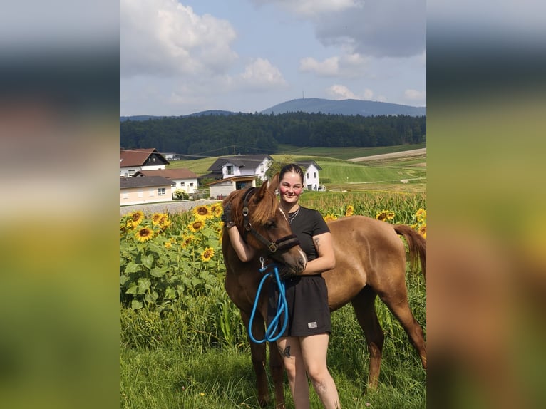 Purosangue arabo Giumenta 1 Anno 158 cm Sauro in Thurmansbang