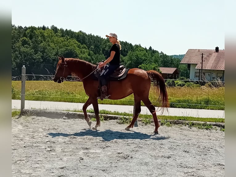 Purosangue arabo Giumenta 1 Anno 158 cm Sauro in Thurmansbang