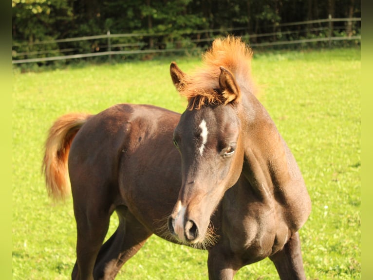 Purosangue arabo Giumenta 1 Anno 158 cm Sauro in Thurmansbang