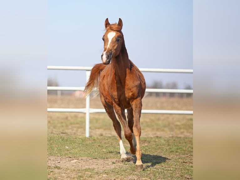Purosangue arabo Giumenta 1 Anno 158 cm Sauro in Stryków