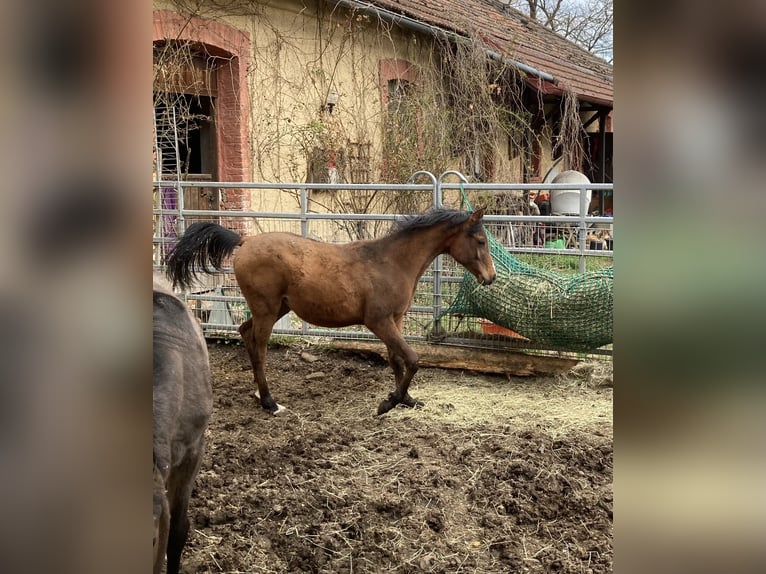 Purosangue arabo Giumenta 1 Anno 160 cm Baio in Theras